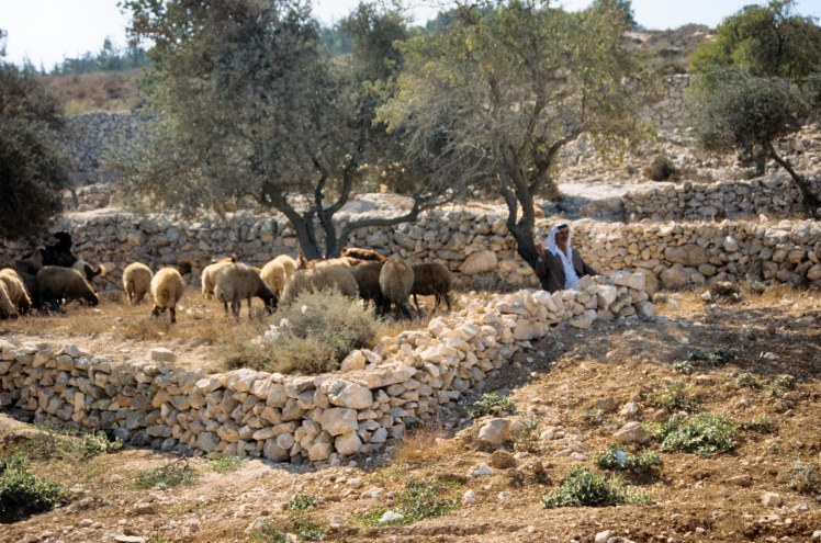 shepherd-with-flock-near-bethlehem-tbs43309009