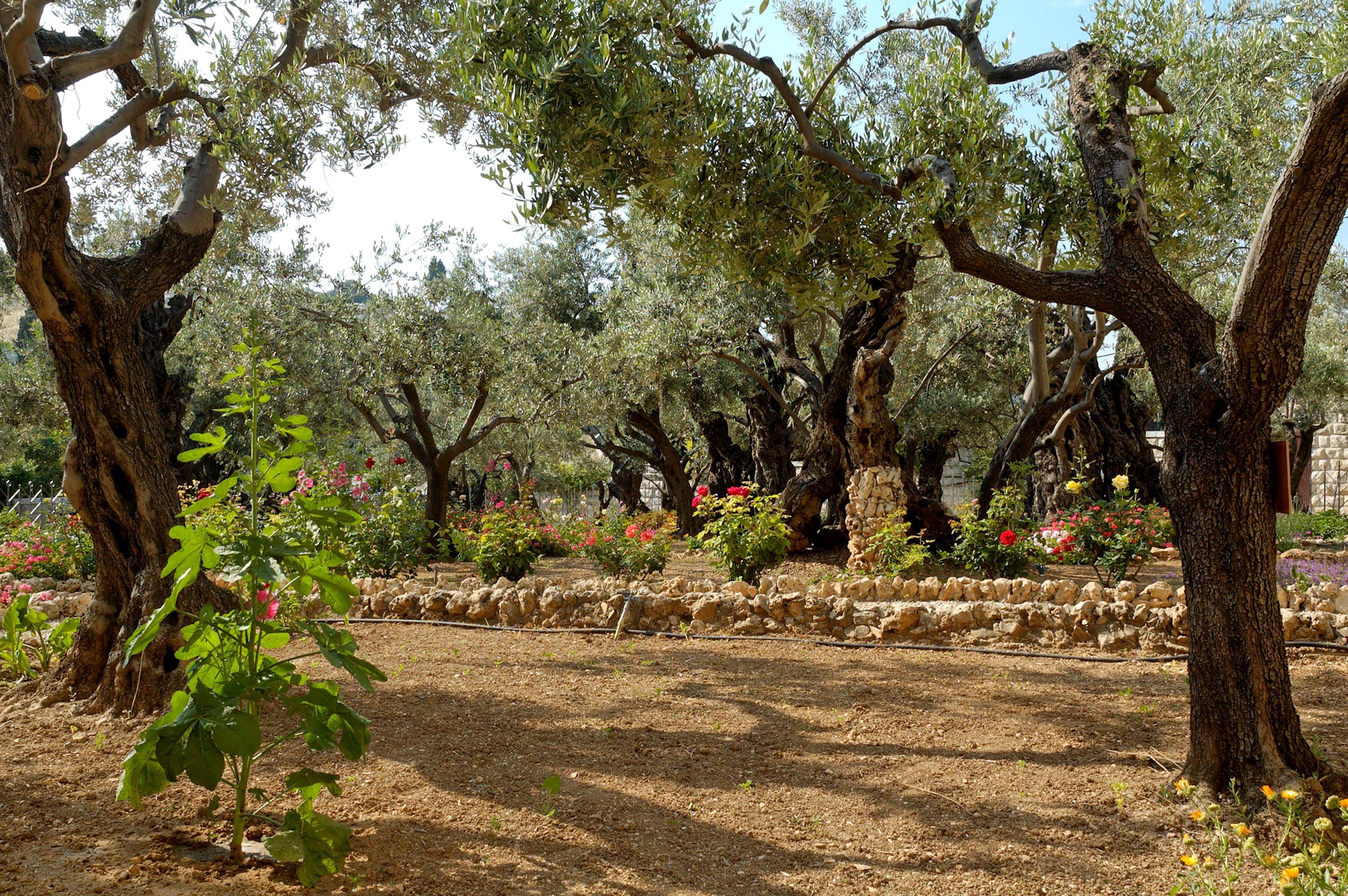Garden of Gethsemane olive trees, tb051906418