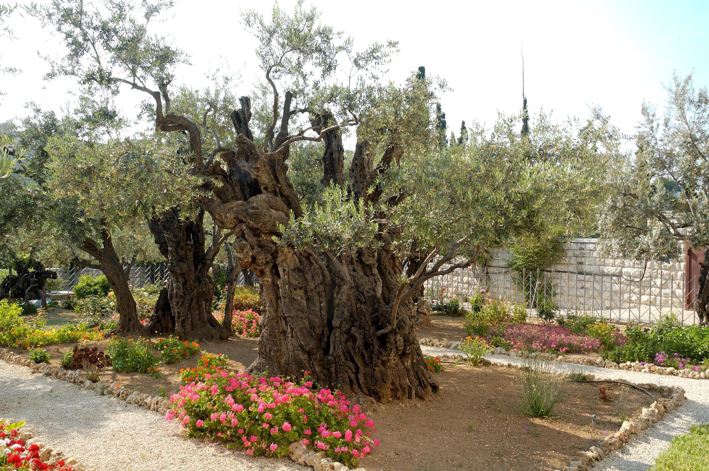 Garden of Gethsemane olive trees, tb051906422